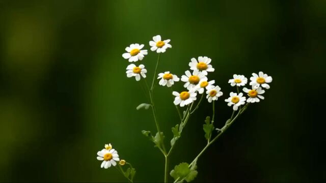 秋冬小白菊花