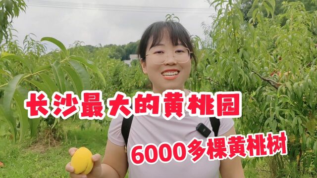 长沙最大的黄桃采摘园,100多亩6000多棵树,想吃的赶紧来摘吧!