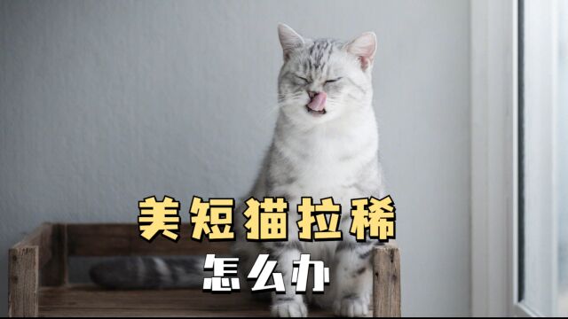 美短猫拉稀如何应对?4个办法帮你解决!