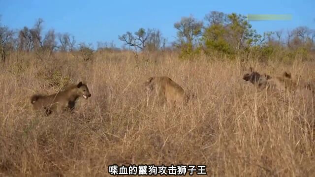 嗜血的鬣狗群攻击狮子王争夺猎物时的恐怖场景,野生动物攻击!