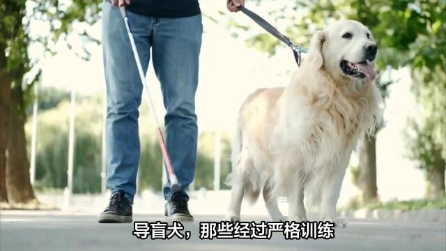 导盲犬:一种特殊的犬种,它们经过严格的训练,能够与视障者建立紧密的联系并提供导航服务