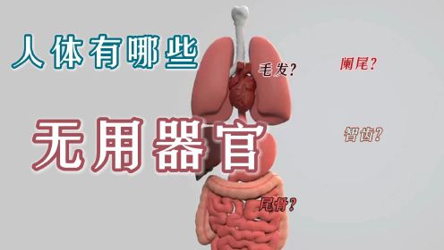 人体有哪些无用器官？