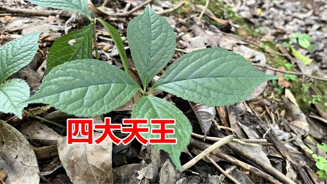 武士最爱的这种植物叫“四块瓦”,又称为四大天王,古代家家都种