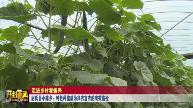 尉氏县小陈乡:特色种植成为兴农富农的有效途径