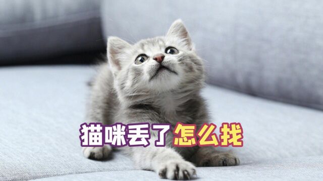 怎么找回走丢的猫,希望你们用不上