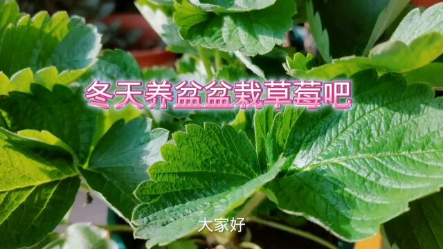 冬天养盆盆栽草莓吧,能吃还能看