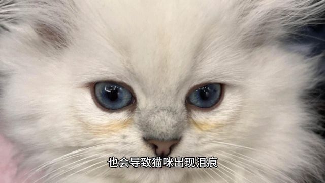 猫咪泪痕怎么回事?你家猫咪有出现泪痕吗?