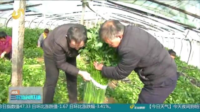 莱西:供销社上联市场、下联万户,“保护价”收购芹菜,稳定增收