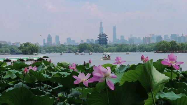 四面荷花三面柳,一城山色半城湖,这个夏天来大明湖赏荷吧