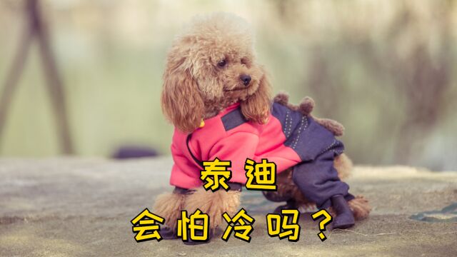 泰迪会怕冷吗?泰迪感到冷会有什么表现吗?