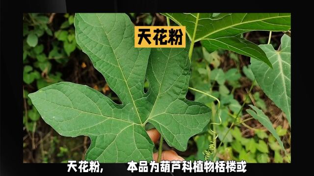 “天花粉”日常生活小记