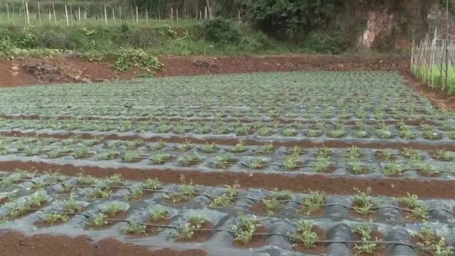 玉溪:特色种植有“钱”景 乡村振兴劲头足