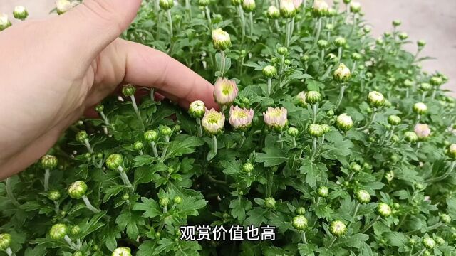 想要球菊每根枝条长花苞,5个生长习性,缺一不行