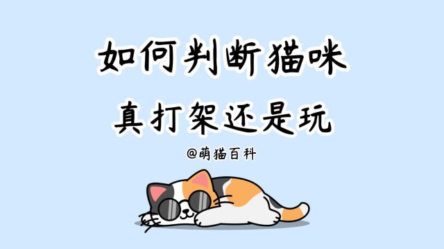 如何判断猫咪是真打架还是玩?3招教你辨别