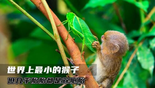 世界上最小的侏儒狨猴,只有乒乓球大小,但几乎胎胎都是双胞胎!_高清1080P在线观看平台_腾讯视频