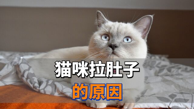 猫为什么会拉肚子?其实有几大原因!