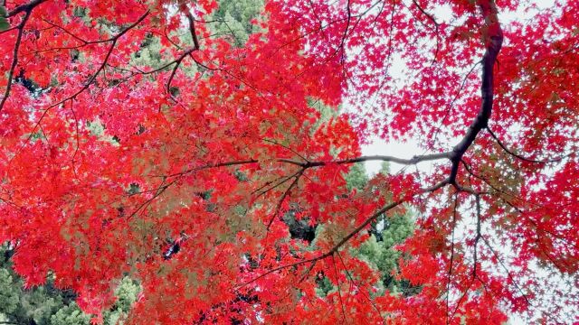 枫叶映日红漫天,高天流云长空淡~