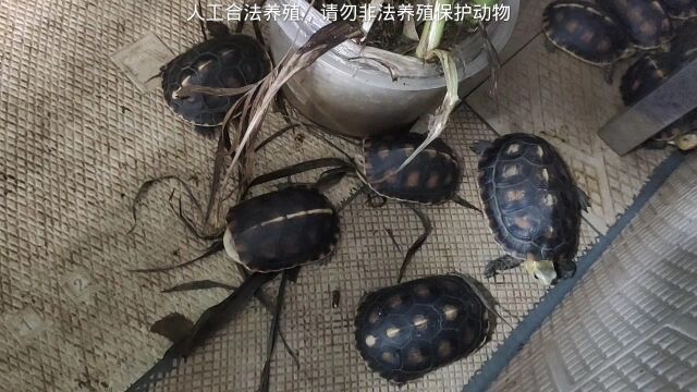 加温黄缘龟是什么样子?黄缘分辨公母150克才明显,公比母龟贵