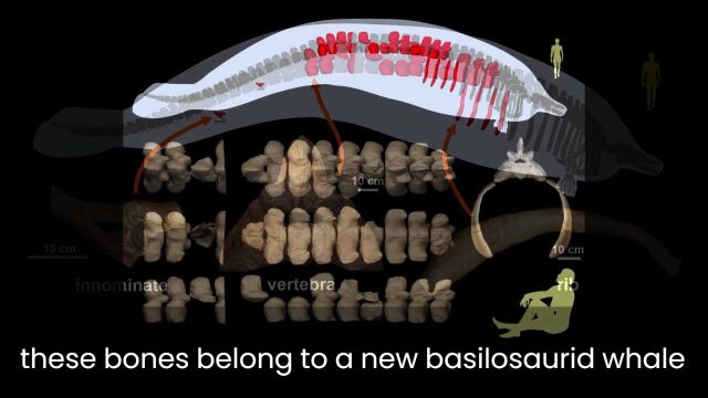 最重古巨鲸、电流改变基因表达、皮肤癌抗癌新试剂、微生物组研究呼吁批判性思维 | 一周论文新鲜读