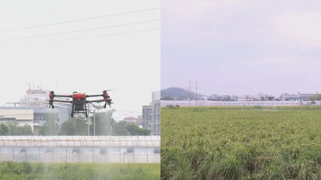 警惕农作物病虫害高发!大风强降雨后 及时分析虫情趋势