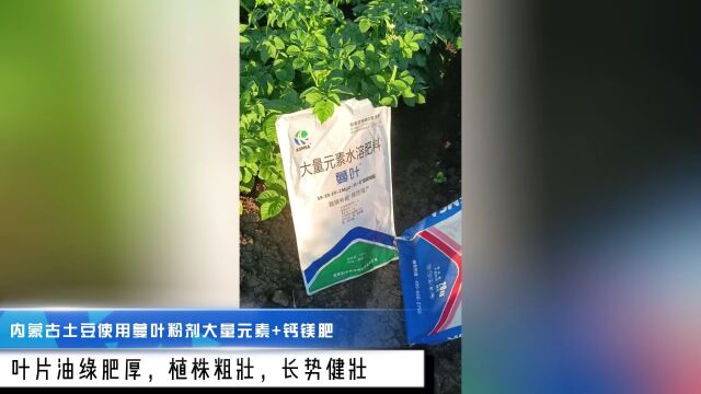 进口水溶肥内蒙古土豆使用蔓叶平衡性大量元素水溶肥和钙镁肥叶片绿厚,植株粗壮,长势好