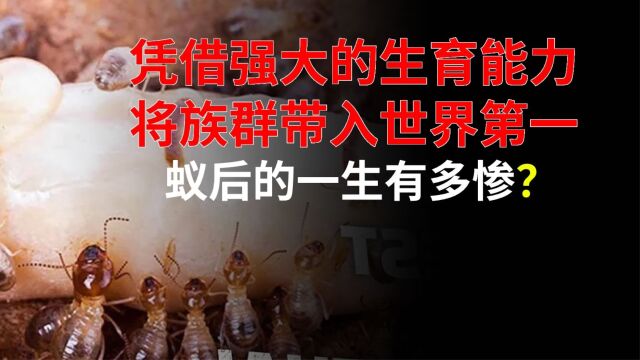 靠生娃将自己的种群数量干到世界第一,蚁后的一生有多悲惨