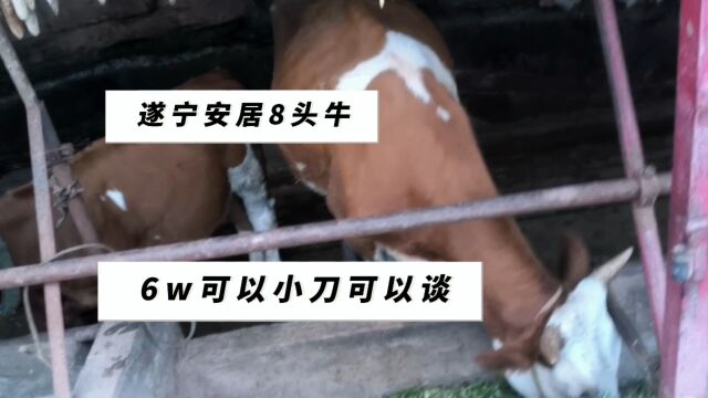 圈养母牛趁早结束是明智的选择,看看遂宁这8头牛能值多少钱呢