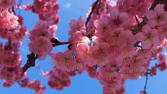 春暖花开,婺源樱花村等你来邂逅!婺源推荐官宋羽白春江西风景独好