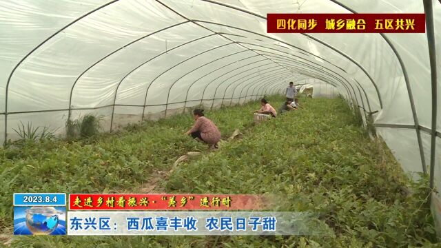 新闻视点丨东兴区:西瓜喜丰收 农民日子甜