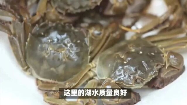 阳澄湖大闸蟹是怎么养出来的?需要什么养殖条件?