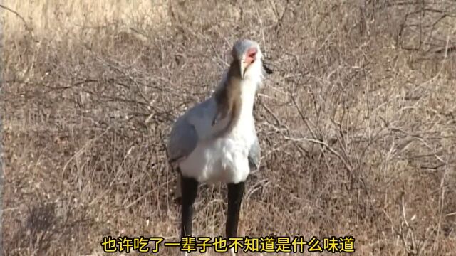 大型陆栖猛禽:蛇鹫!毒蛇的活阎王!神奇动物在野生动物零距离动物动物解说