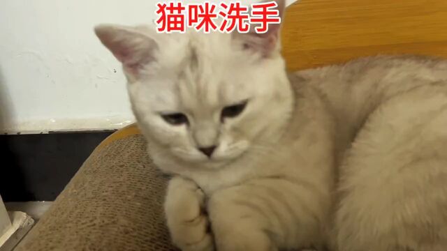 新知创作人 #猫咪日常 #猫咪迷惑行为大赏.