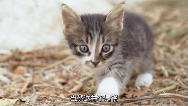 为什么说猫有九条命?