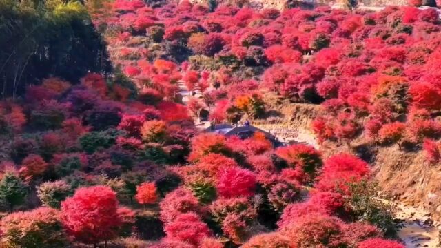 蓝山谷千亩枫叶林