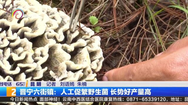 晋宁六街镇:人工促繁野生菌 长势好产量高