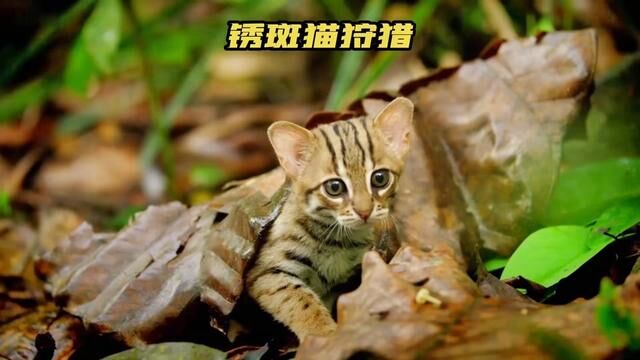 锈斑猫潜水抓鱼,瞧瞧这些独特的外貌特征!#野生动物零距离 #锈斑猫 #猫科动物 #动物世界