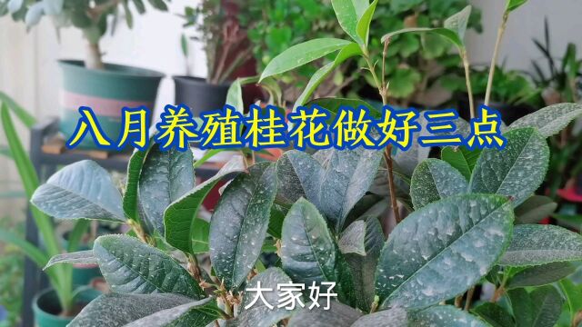 八月养殖桂花做好三点