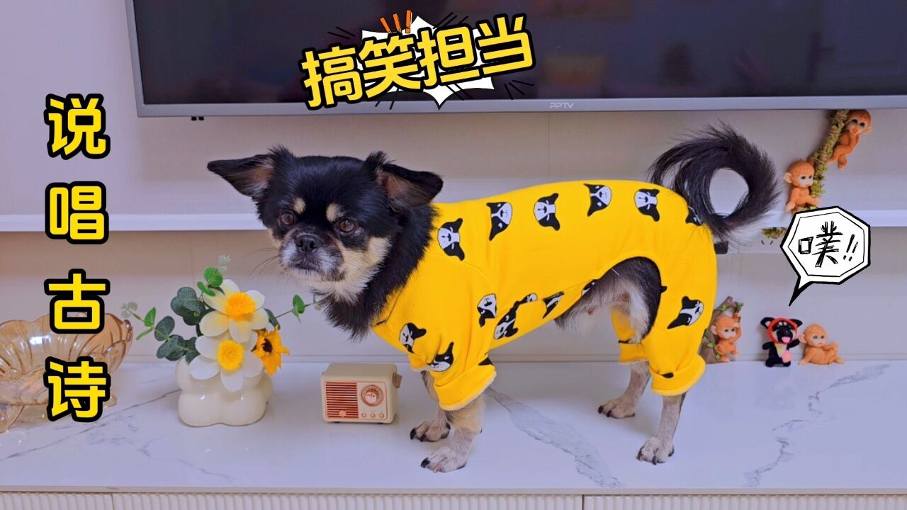 狗狗搞笑背古诗，好好的一首诗被它变成说唱嗨歌_高清1080P在线观看平台_腾讯视频