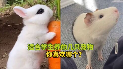 宠物解说:适合学生养的几只宠物,你喜欢哪个?_高清1080P在线观看平台_腾讯视频