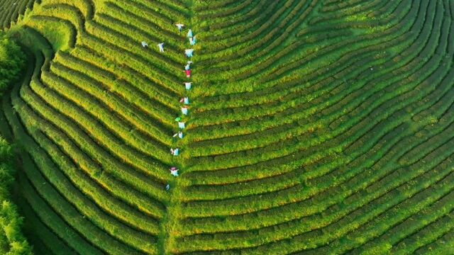 炎陵云上大院:高山茶园 山间映绿