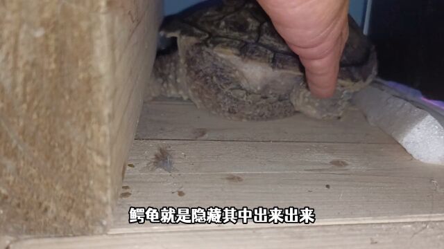 5斤佛鳄逃脱鳄鱼缸,找了3个小时毫无所获,最后竟在这里给它寻回