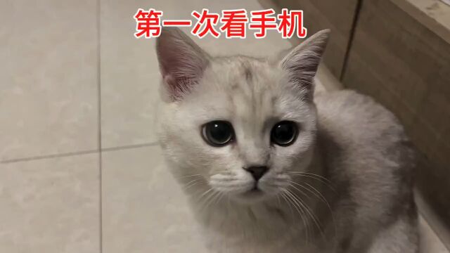 新知创作人 #猫咪日常 #猫咪迷惑行为大赏.