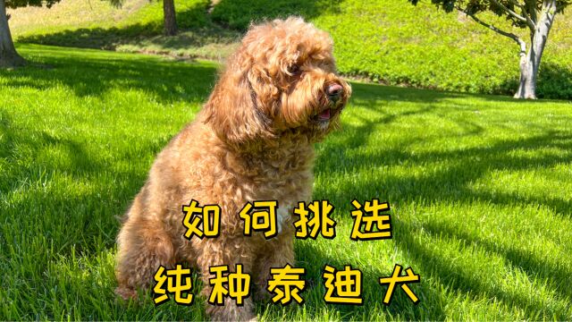 如何挑选纯种泰迪犬,学会这五点!