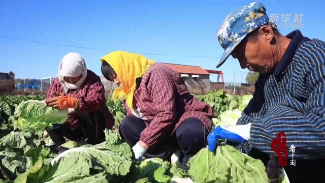 千城百县看中国|济南历城:白菜喜丰收 农民采收忙