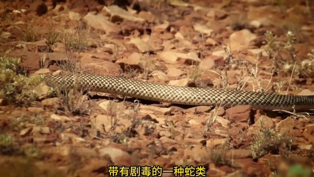 澳洲可怕的捕食者:蜥蜴王眼斑巨蜥神奇动物在野生动物零距离动物解说