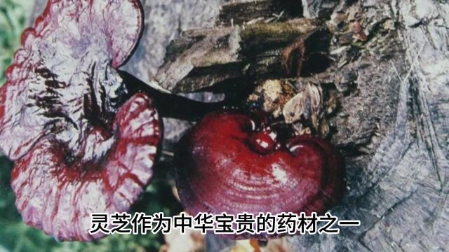 灵芝功效作用与主治,灵芝的养生功效大揭秘