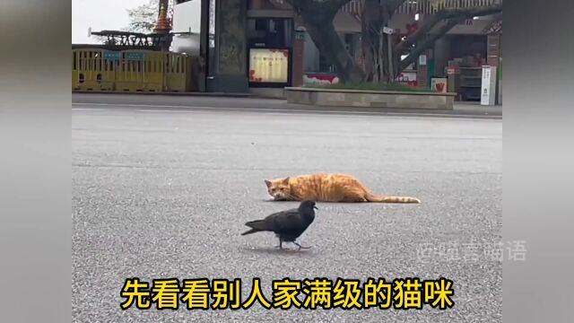 同样是猫为何差距这么大?#喵星人#猫咪的迷惑行为