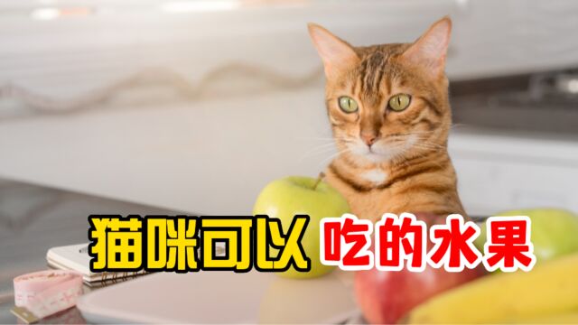 猫咪可以吃的5种水果,记得分点给它!