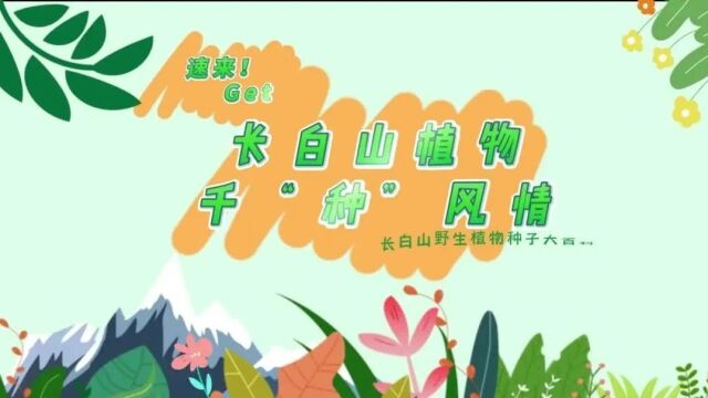 探秘!长白山植物千“种”风情~山樱桃