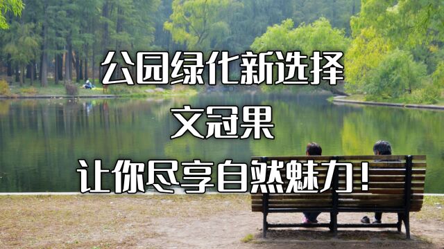 公园绿化新选择:文冠果,让你尽享自然魅力!